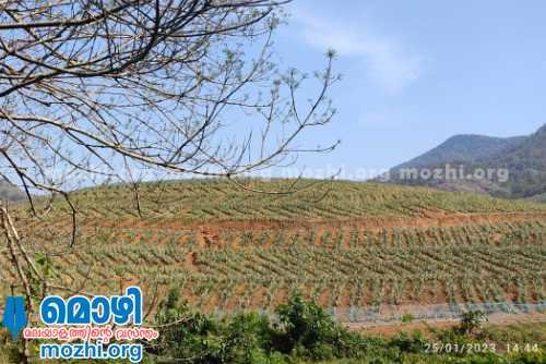 State farming corporation kerala, pineapple farm