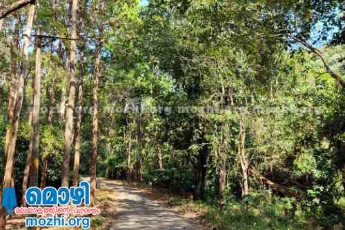 Achankovil forest